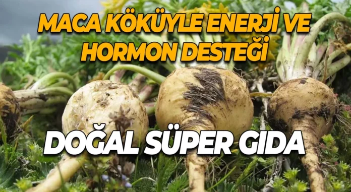 maca kokuyle enerji ve hormon destegi dogal super gda xlarge